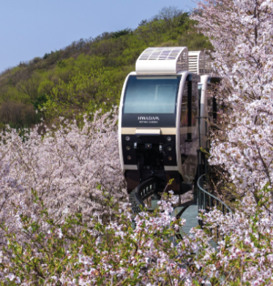 화담숲 수선화 축제