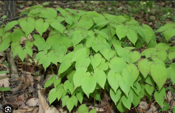 삼지구엽초(음양각)