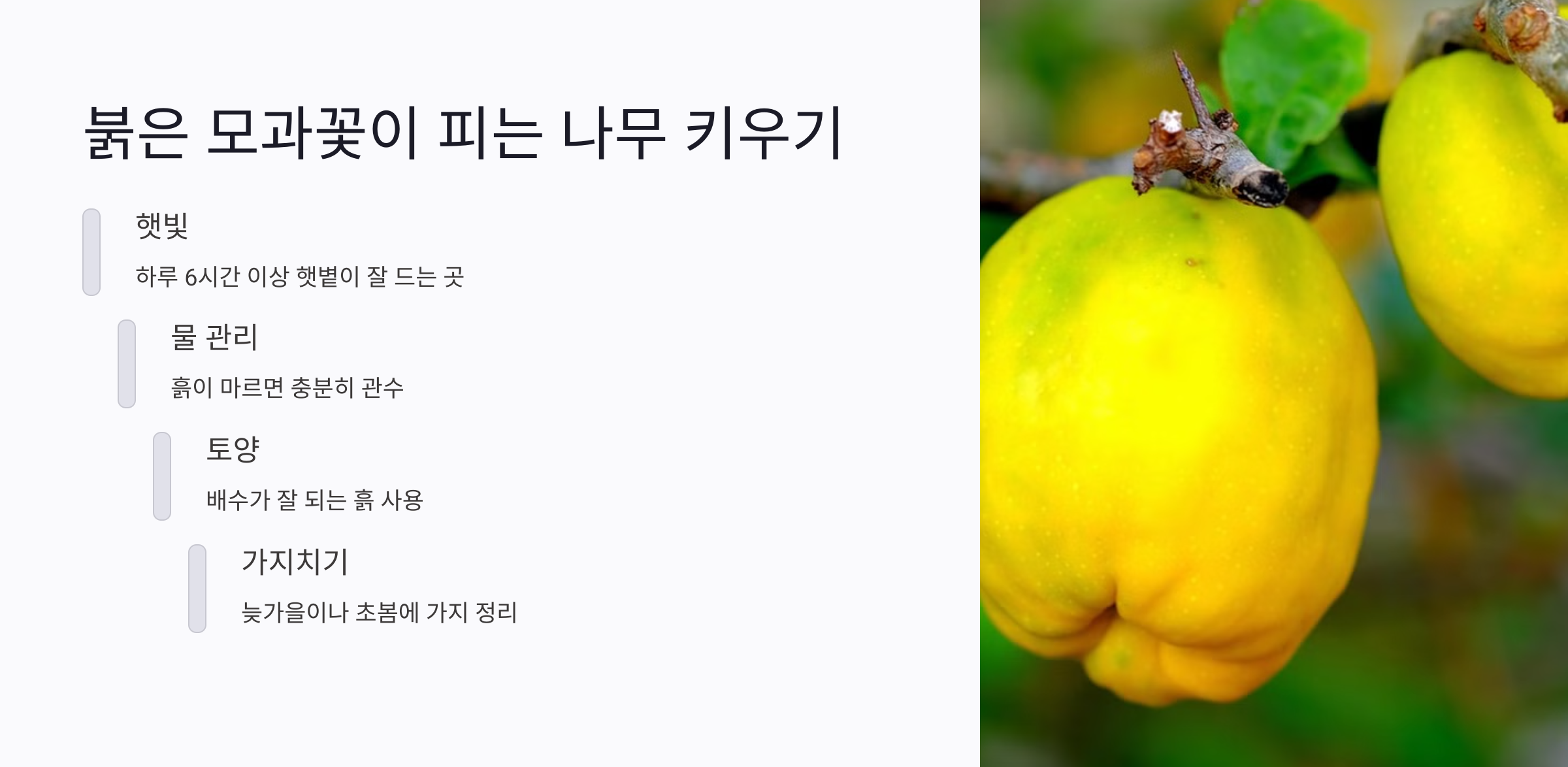 모과 열매