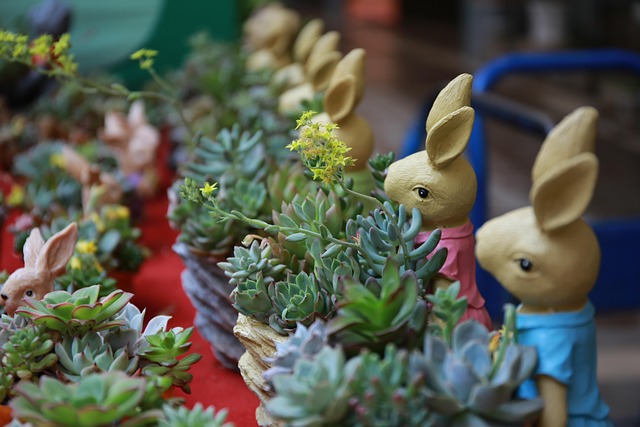 다양한 화분에 분갈이 한 다육식물