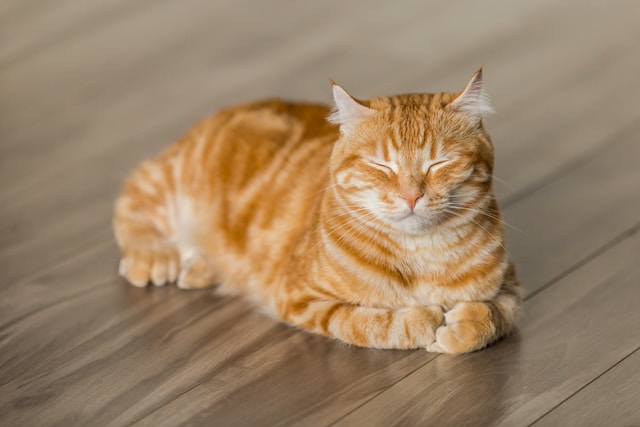 고양이 사진