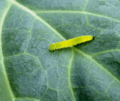김장 배추 모종 심는 시기