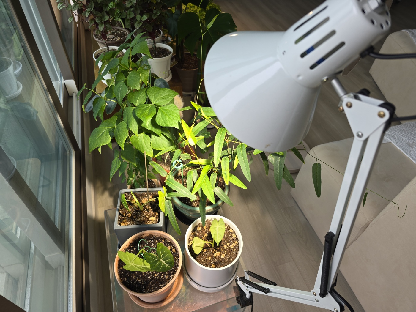 어두운날에는 식물등을 틀어놓아요