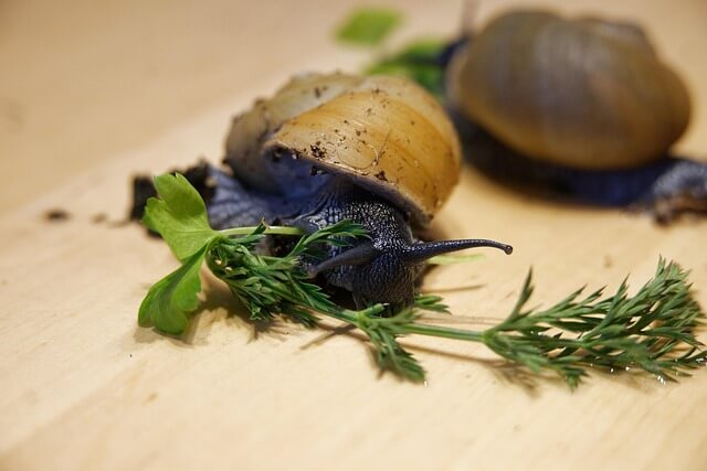 테라리움 키트와 식물 선택 가이드