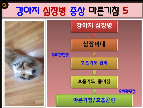 강아지 구강·치아관리부터 파생 합병증, 화식까지 한 번에 정리