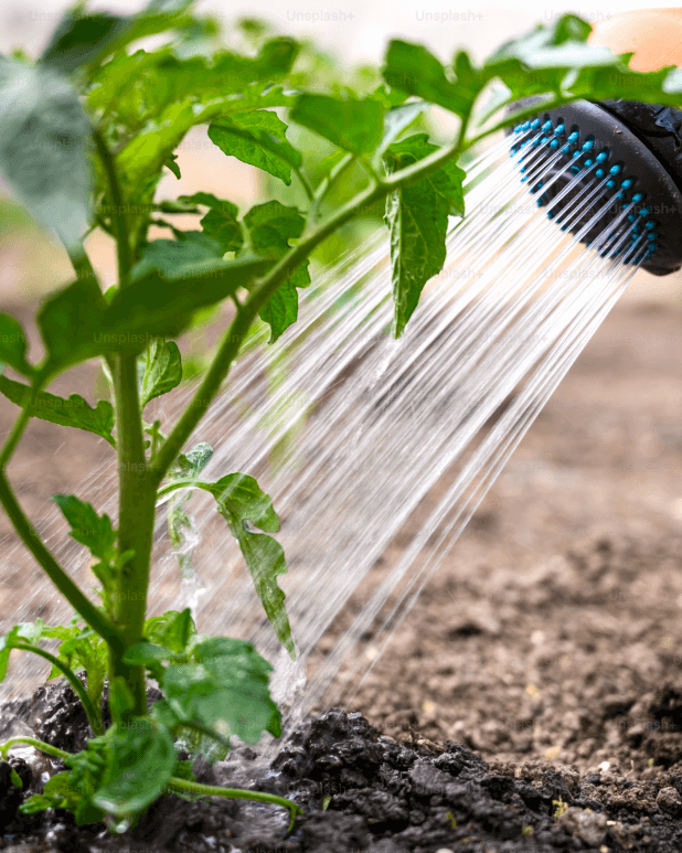 토마토 물주기