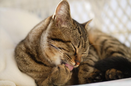 고양이가 편히 쉬고 있다.