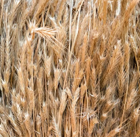 카무트 효소 효능 및 먹는법 총정리