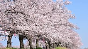 벚꽃개화시기 2024