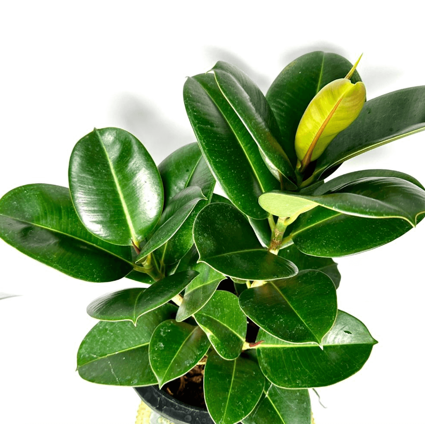 고무나무 키우는법