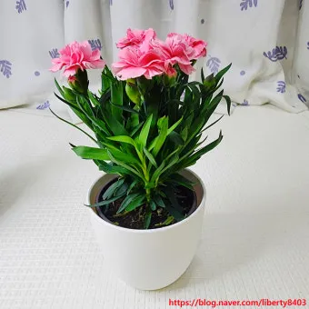 카네이션 화분 키우는 방법 생화 꽃바구니 관리_7