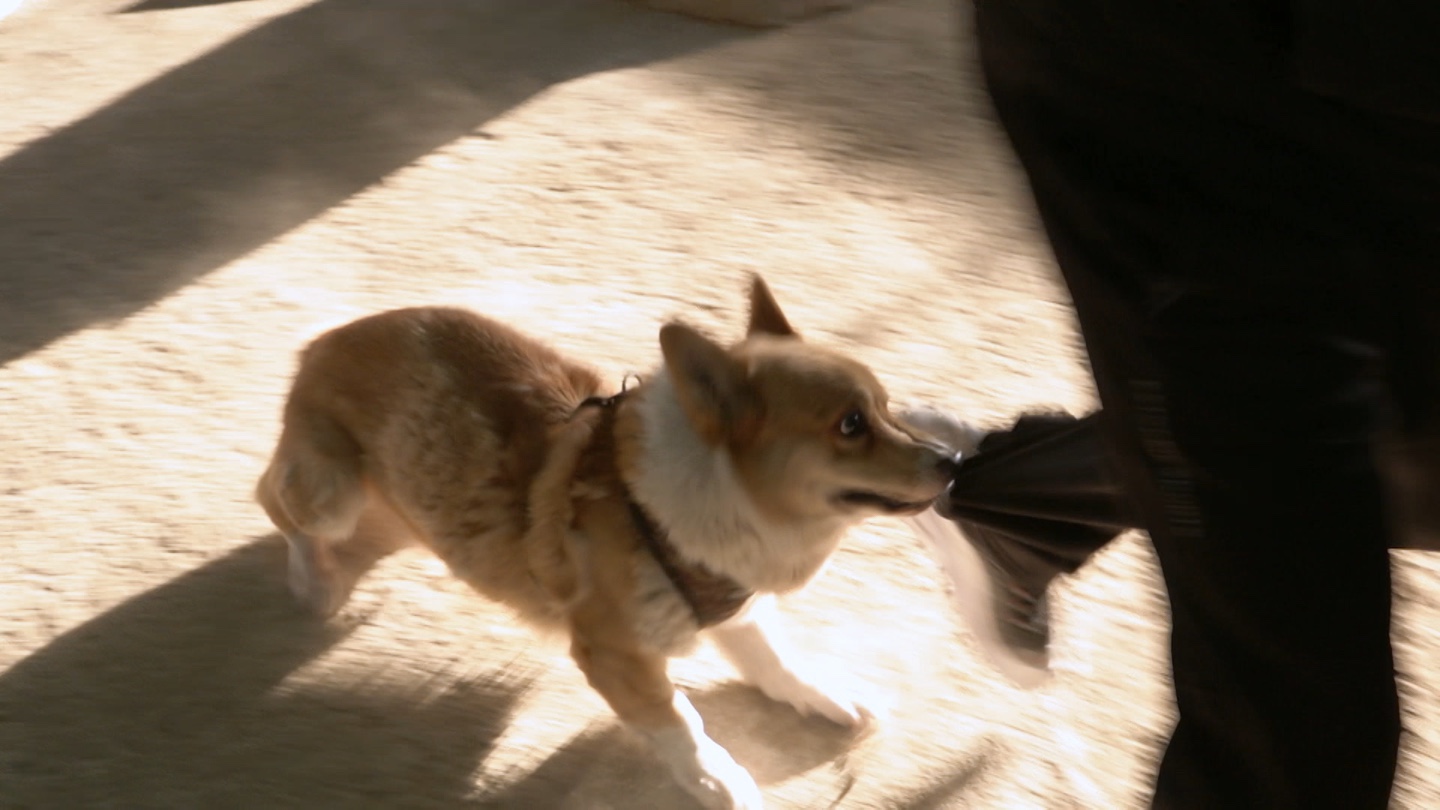 개는 훌륭하다 입질 강아지 짜리 강형욱 훈련사