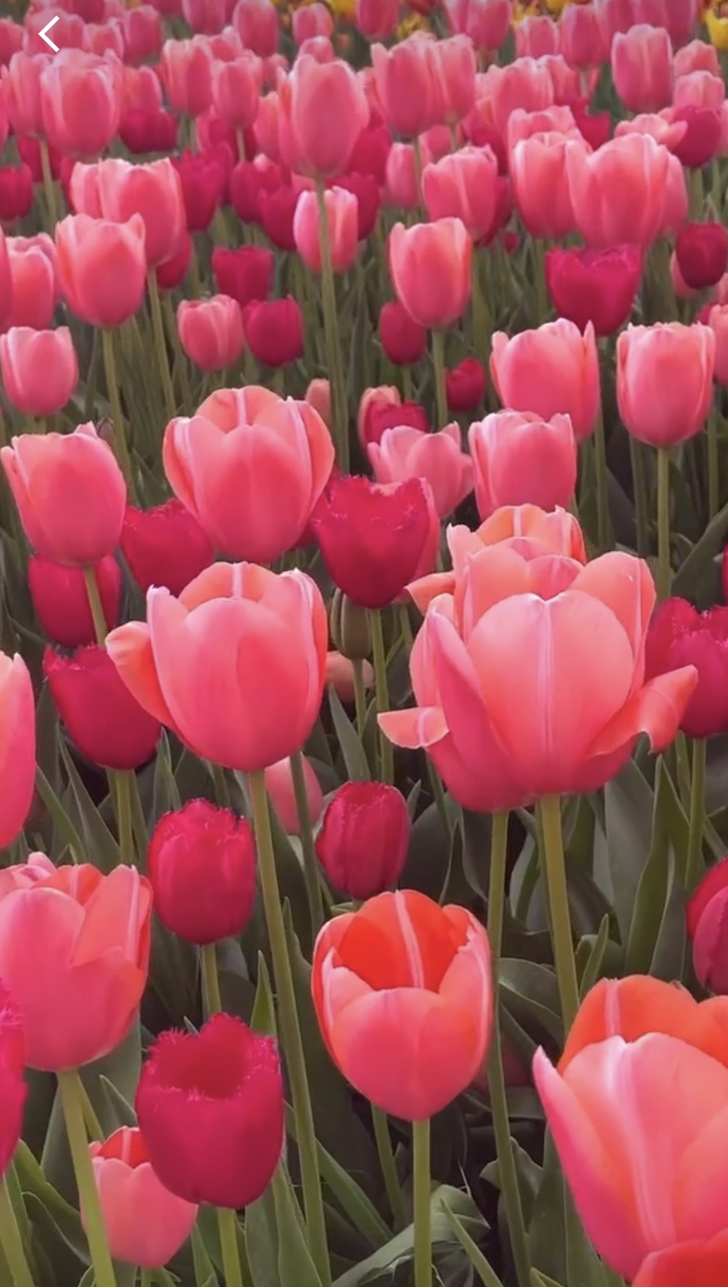 2025 전국 장미축제 총정리 관련사진