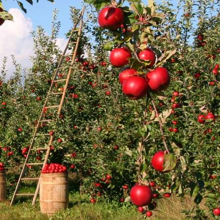 당뇨에 좋은 과일