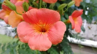 여름꽃 종류 모음 여름 꽃나무 추천 12가지 정리_19