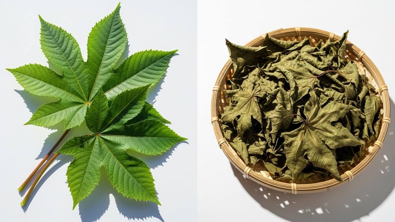 해독 작용 – 엽록소와 폴리페놀의 자연 디톡스