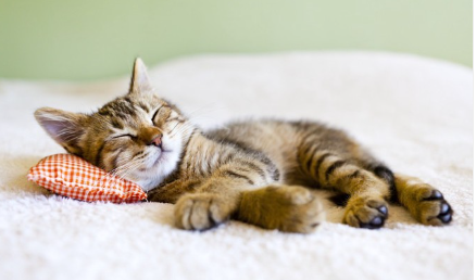 베개로 자는 아기 고양이.