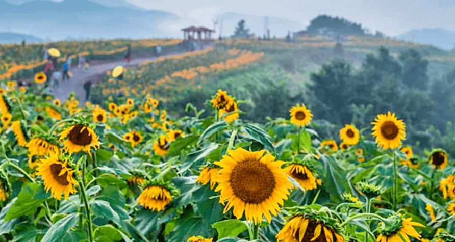 강주 해바라기 축제