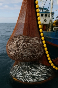 상업용 어선이 수많은 물고기를 잡아 배에 가득 실은 모습.