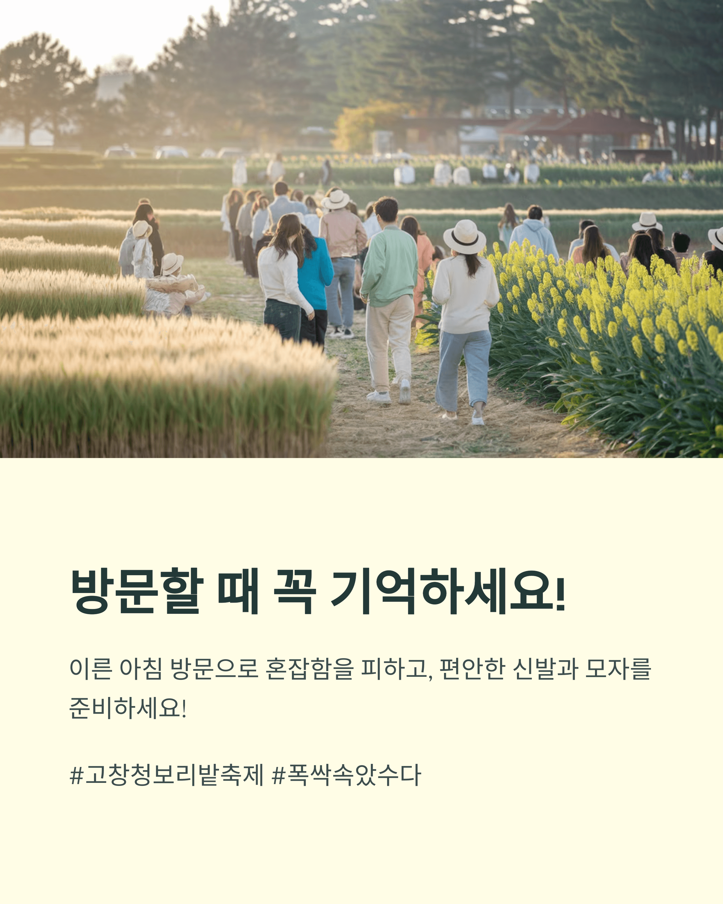 2025 고창 청보리밭 축제, 폭싹 속았수다 유채꽃밭