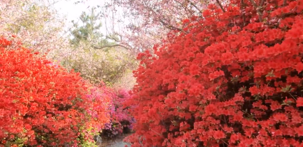 서부해당화 철쭉 꽃터널