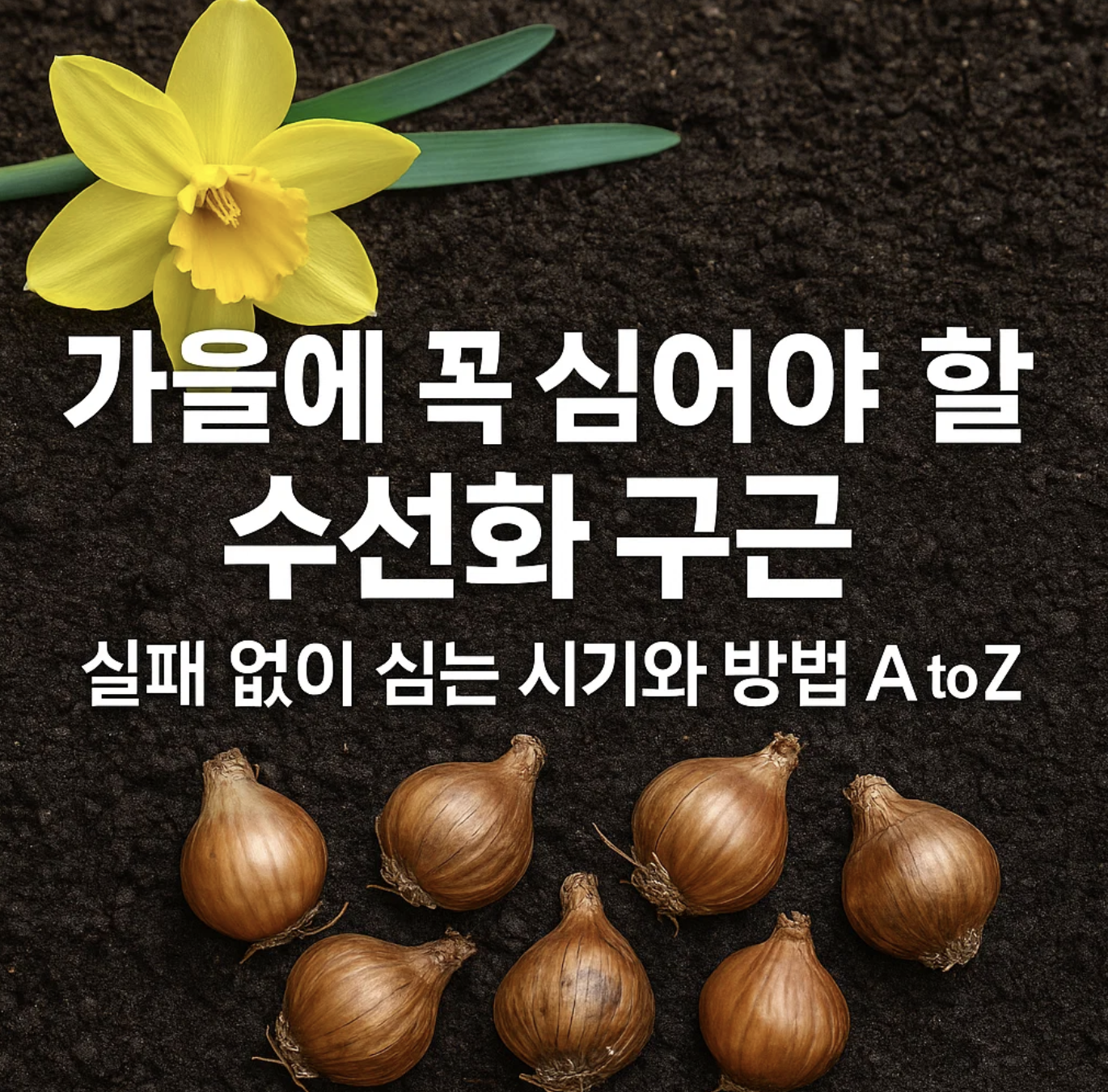 가을에 꼭 심어야 할 수선화 구근, 실패 없이 심는 시기와 방법 A to Z