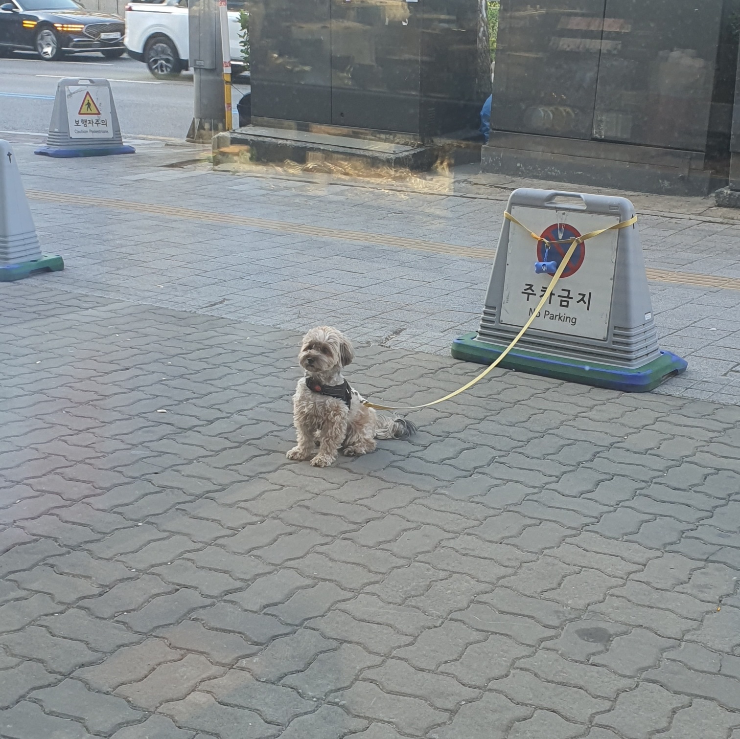 앉아서 주인 기다리는 강아지
