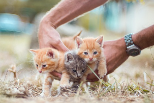 길냥이에게 간택받는 방법 4가지