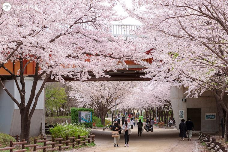 2026 벚꽃 서울 개화시기 여의도 윤중로 벚꽃길 만개 풍경 봄 여행 추천