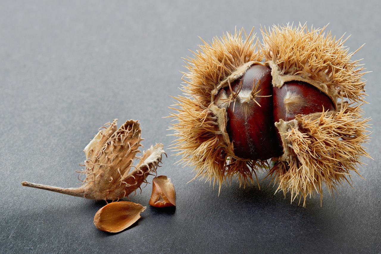 밤의 효능과 부작용