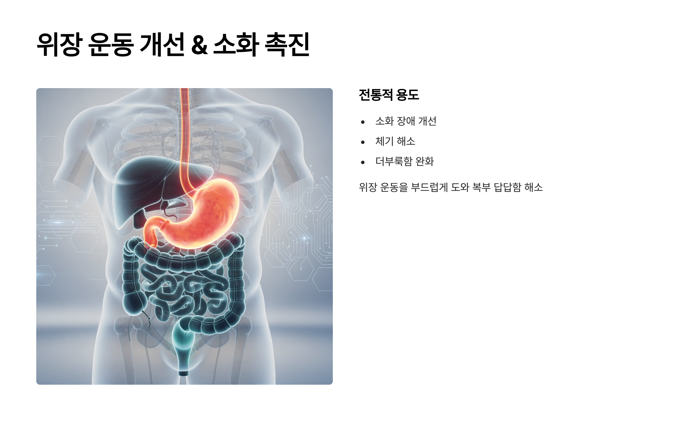 후박나무껍질 위장 운동 개선