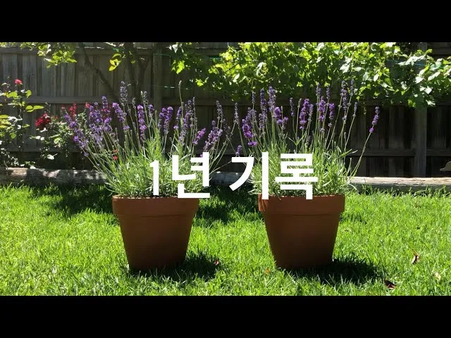 라벤더 키우기 물주기 향기관리 통풍일조 집에서도 가능한 관리_5