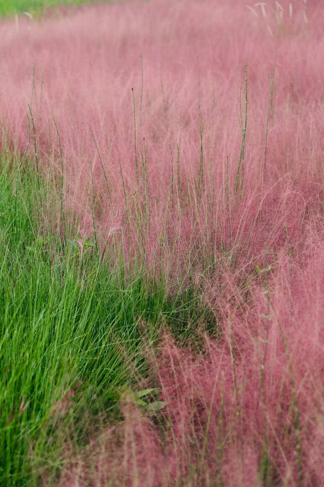 합천 핑크뮬리 축제