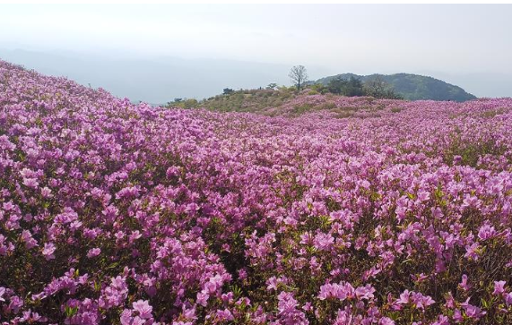 황매산개화현황2