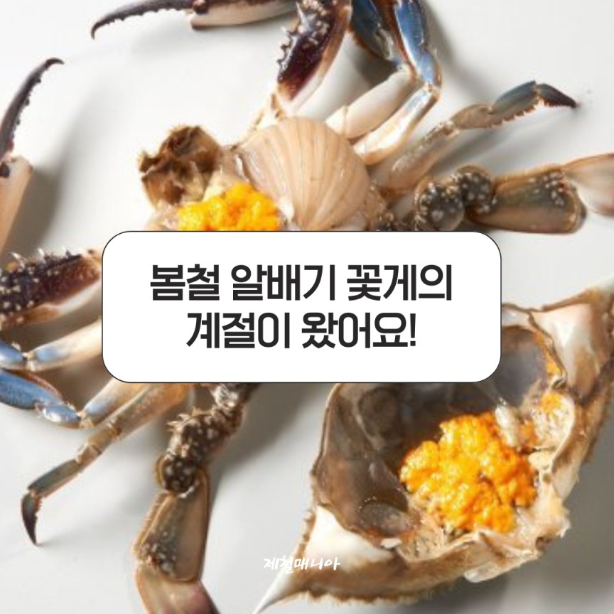 봄꽃게
