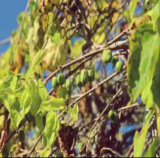 개다래 효능 및 먹는 법, 주의사항 부작용 가격 정보
