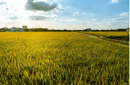 2025 농지이양 은퇴직불금 일반 vs 임대형 비교 