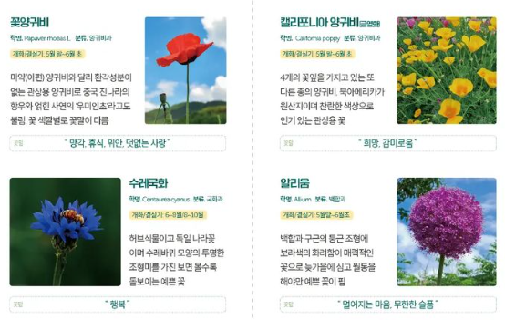 원주 용수골 꽃양귀비축제