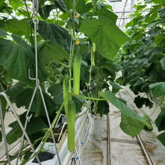 오이 재배 유인 방법 곁순 정리 수분 관리_5