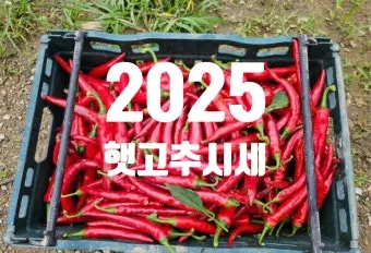 영양 고추 가격 시세 10근가격 현재 농산물 시세_14