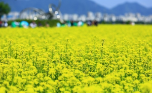 5월에 인기좋은 전국축제