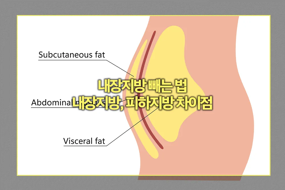내장지방 빼는 법과 피하지방과 차이점