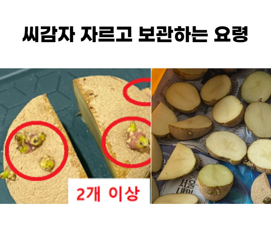 씨감자자르고보관하기