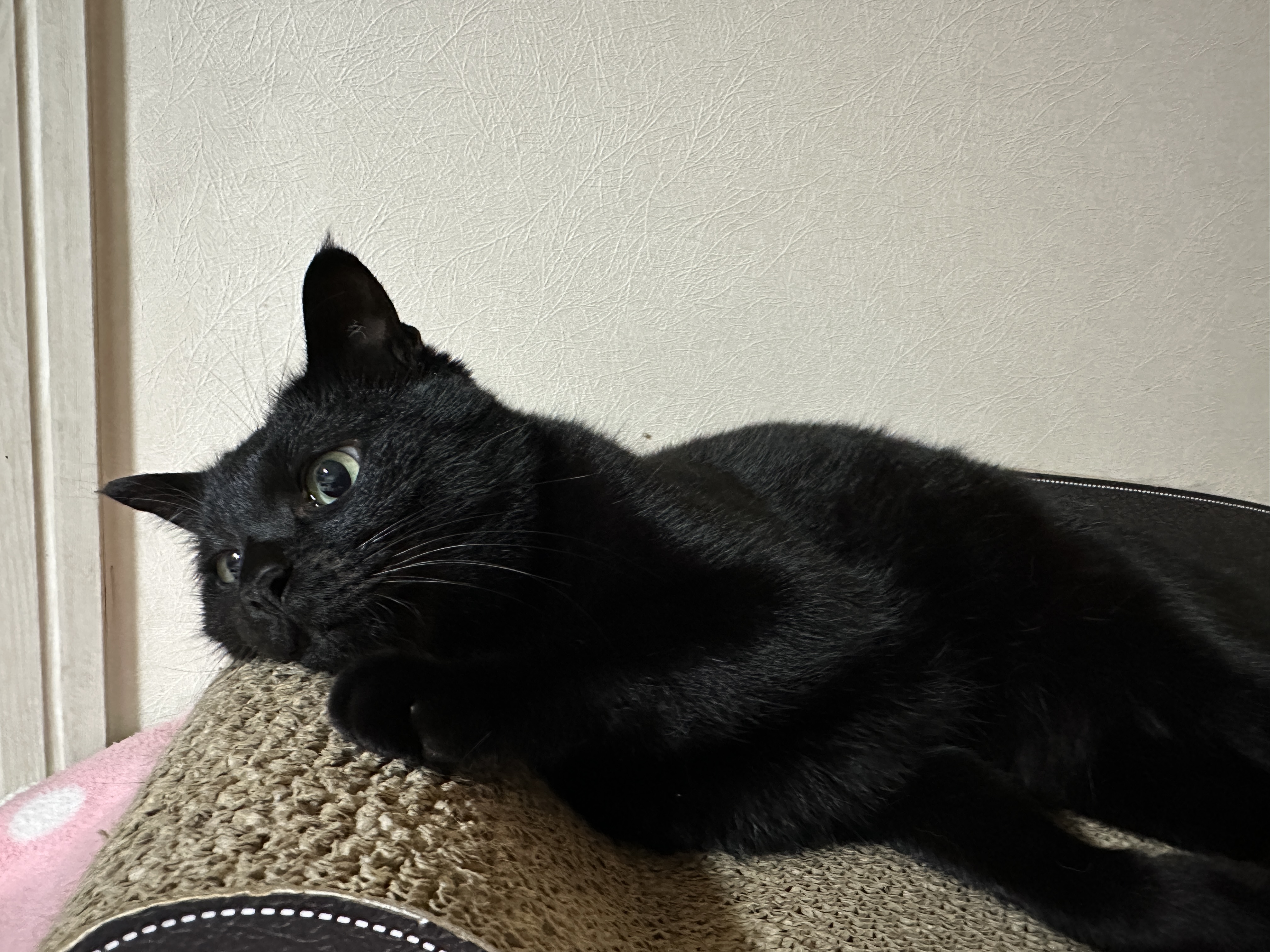 스크래쳐_위에_누워있는_멋쟁이_고양이_건이