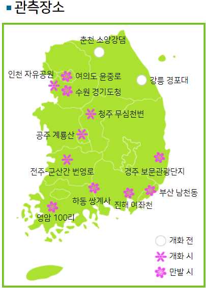 2024 벚꽃축제 개화상황 실시간