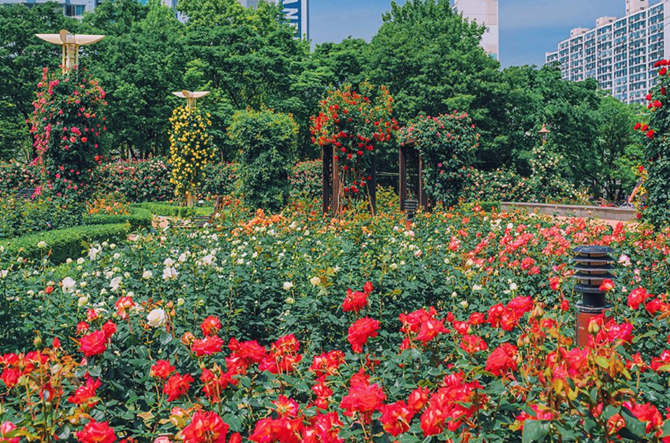 대구 장미공원 장미축제