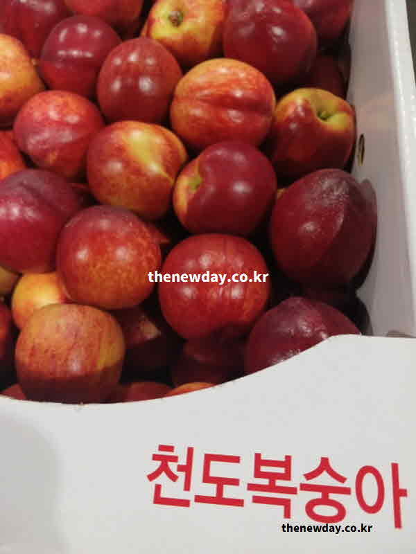 천도 복숭아 효능 방법 생강차 따뜻한 물