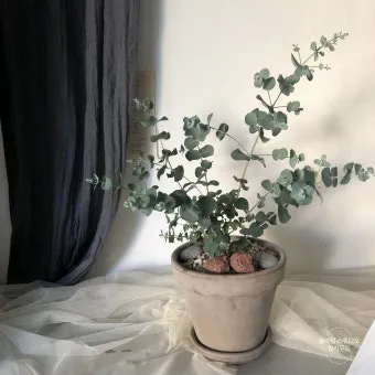 유칼립투스 물주기 향기유지 가지치기 환기관리 실내에서 키우는 요령_6