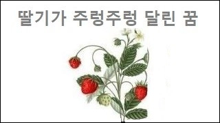 딸기가 주렁주렁 달린 꿈