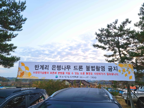 반계리 은행나무, 원주 반계리 은행나무, 드론촬영